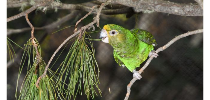 Actualidad noticias loritos carigualdos en loro parque 1