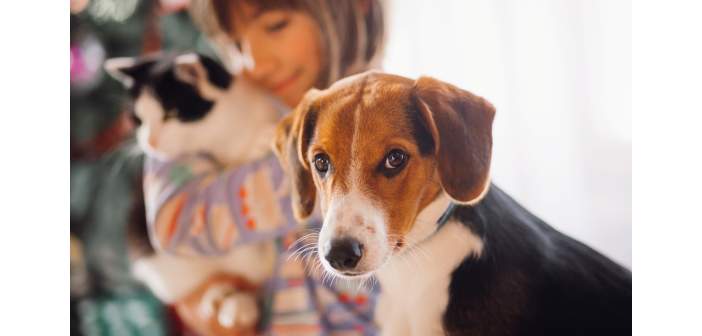 Actualidad los beneficios de convivir con perros y gatos son reconocidos por sus propietarios 1