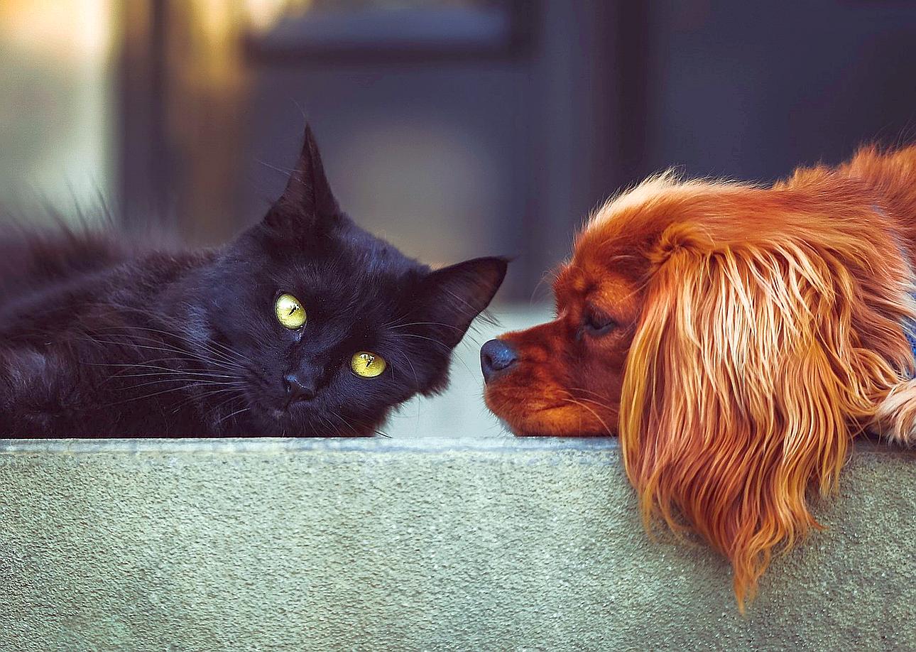 Actualidad sector de las mascotas en europa estabilidad 1