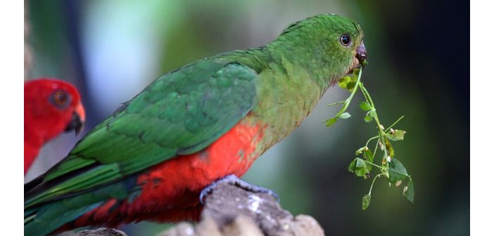 Articulos los loros necesitan el alimento verde 1
