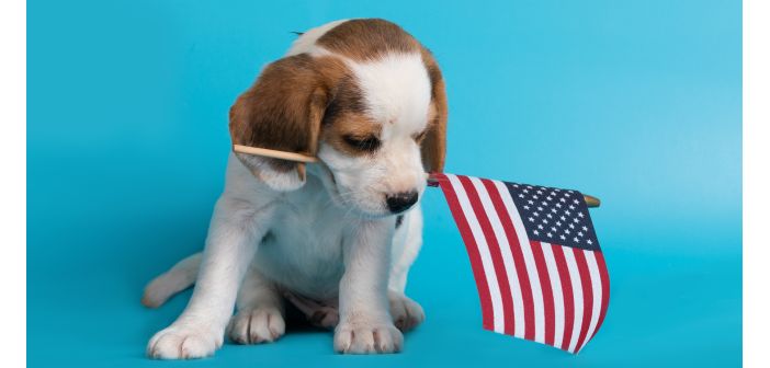 Actualidad lucha contra las fabricas de cachorros en estados unidos 1