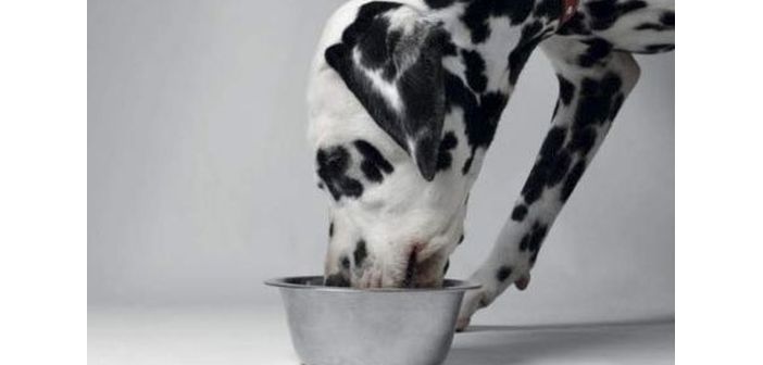 Articulos no existe una unica manera correcta de alimentar a las mascotas 1