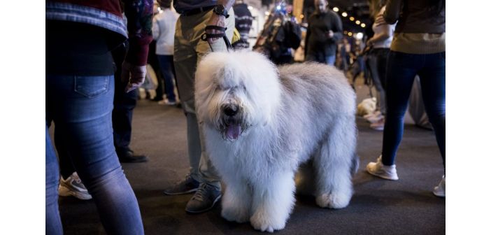 Actualidad plan para los amantes de los animales en madrid 1