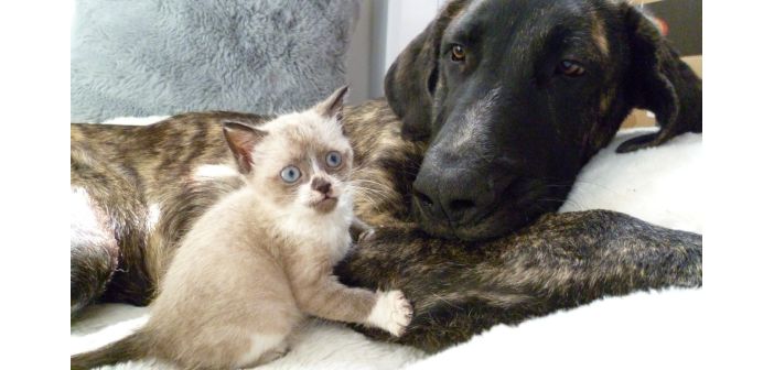 Actualidad purina y clarel apoyan a las mascotas sin hogar 1
