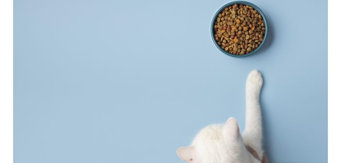 Articulos reduccion de la tenencia de mascotas por la inflacion de alimentos en europa 1