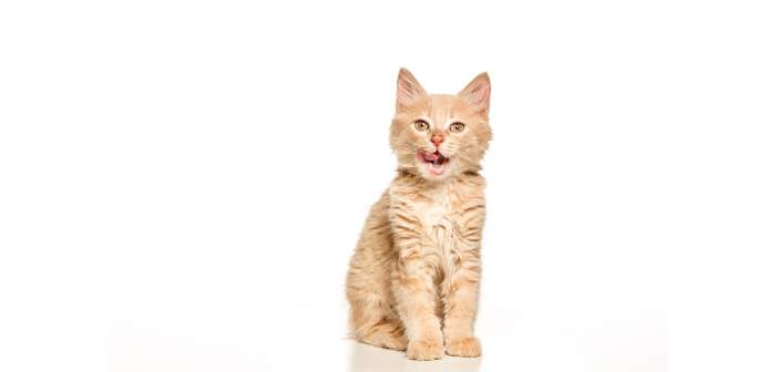Articulos regala recomendaciones a tus clientes felinos 1