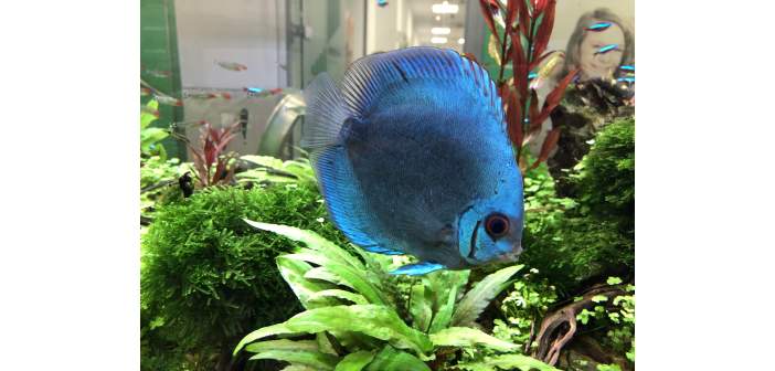 Acuariofilia 2 requerimientos de acuarios plantados con peces disco i 1