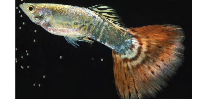 Acuariofilia sabias que los guppies tambien pueden ser enganados por ilusiones opticas 1