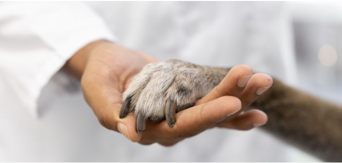 Actualidad se recomienda acudir al veterinario minimo una vez al ano 1
