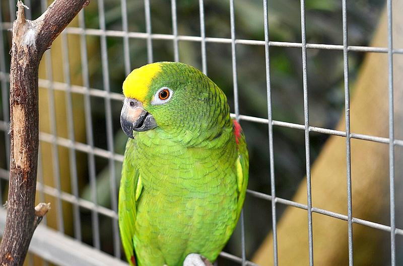 Articulos creencias sobre los loros 1