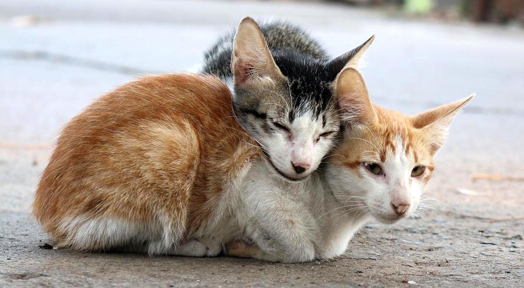 Articulos sexo gatos 1