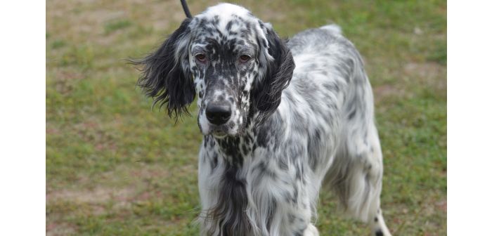 Articulos top ten razas caninas en espana 2022 el setter ingles a la cabeza 1